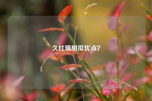 久红瑞甜瓜优点?