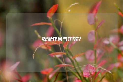 蜂蜜作用与功效？