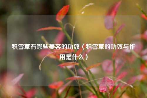 积雪草有哪些美容的功效（积雪草的功效与作用是什么）