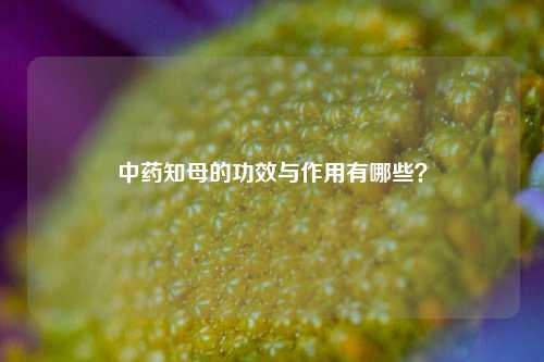 中药知母的功效与作用有哪些?