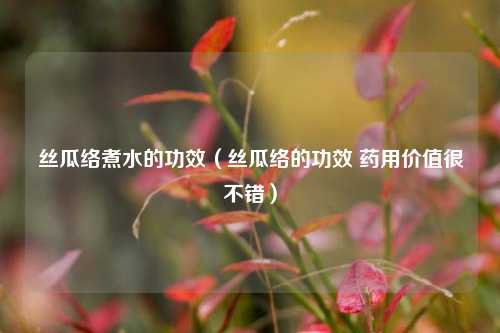 丝瓜络煮水的功效（丝瓜络的功效 药用价值很不错）