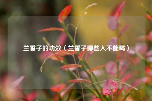 兰香子的功效（兰香子哪些人不能喝）