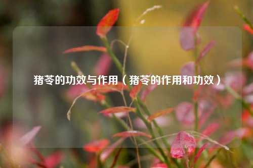 猪苓的功效与作用（猪苓的作用和功效）