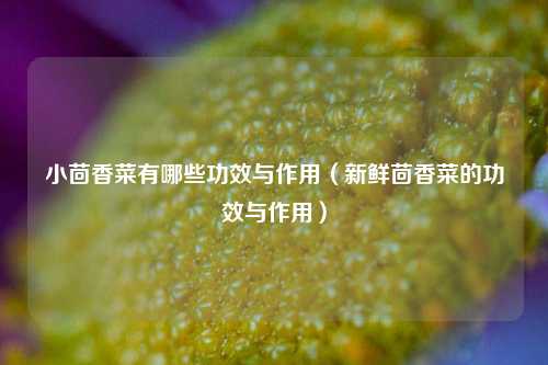 小茴香菜有哪些功效与作用（新鲜茴香菜的功效与作用）