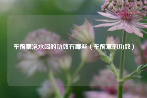 车前草泡水喝的功效有哪些（车前草的功效）