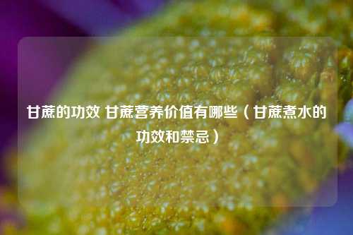 甘蔗的功效 甘蔗营养价值有哪些（甘蔗煮水的功效和禁忌）